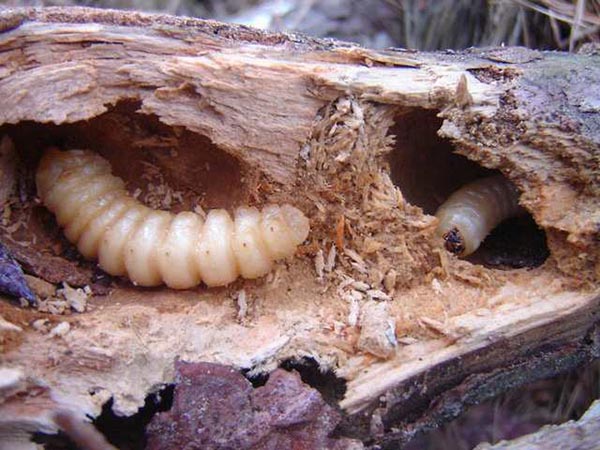 witchetty grub 4